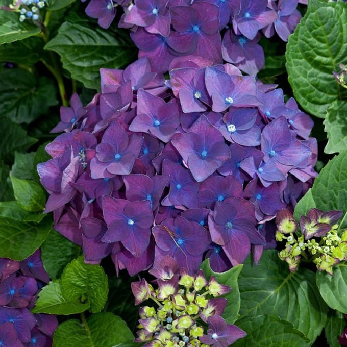 Plants Online BV - Planten - Set van 1 - Grote hortensia
