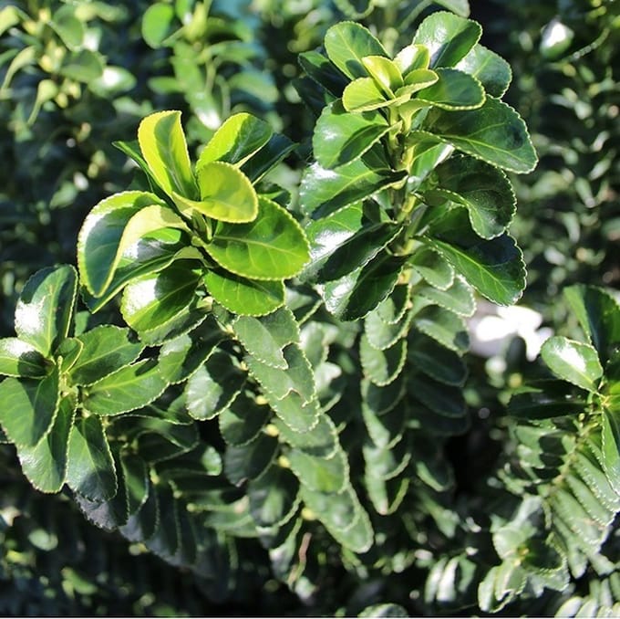 Kardinaalsmuts - Euonymus japonicus 'Benkomasaki' - 40-50 cm