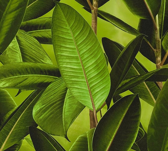 RUBBERPLANT BLAD  BEHANG - Bruin Groen  - AS Creation Neue Bude 2.0