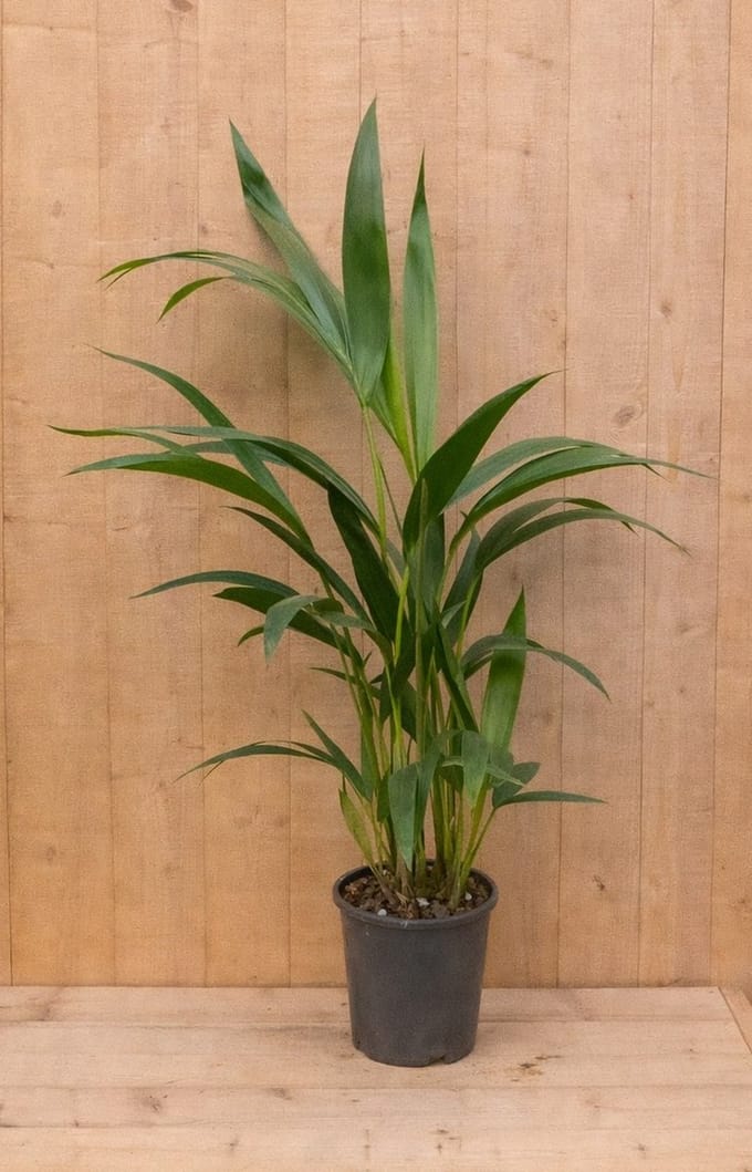Kamerpalm Kentiapalm 60 cm kamerplant