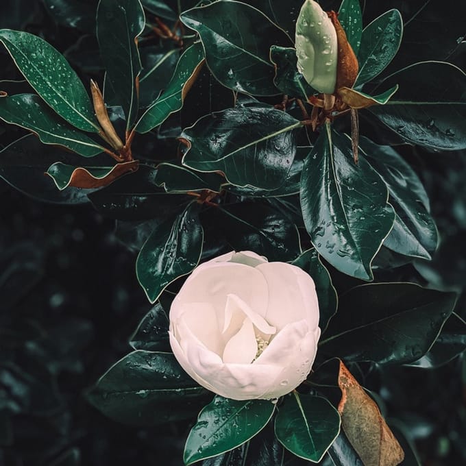 Geurolie - Magnolia Blad & Tonka - 500 ml