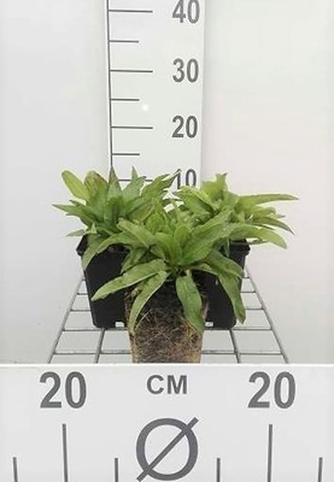6x Klokje - Campanula glom. 'Acaulis' | 9x9 cm pot