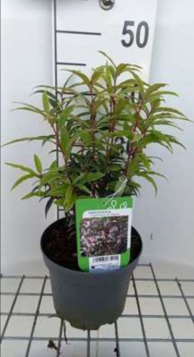 2 x Sarcococca hook. 'Digyna' - Vleesbes, Zoete Buxus 20- 25 cm in pot