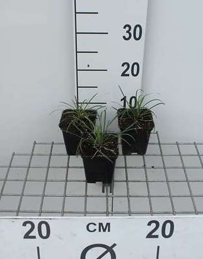6x Slangenbaard - Ophiopogon jap. 'Minor' | 9x9 cm pot