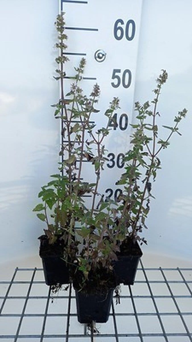 6x Kattekruid - Nepeta cataria 'Citriodora' | 9x9 cm pot