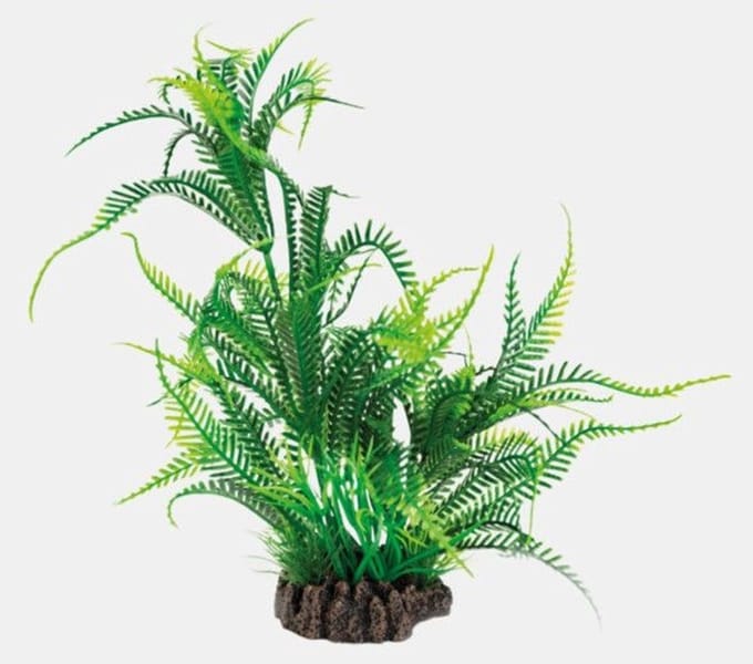 Superfish Art plant Microsorium XL