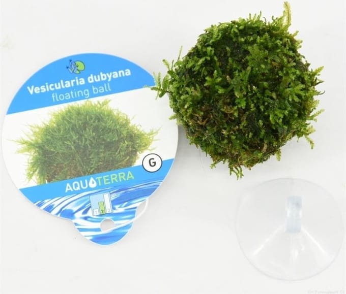 Moerings Floating ball met javamos met zuignap Waterplant