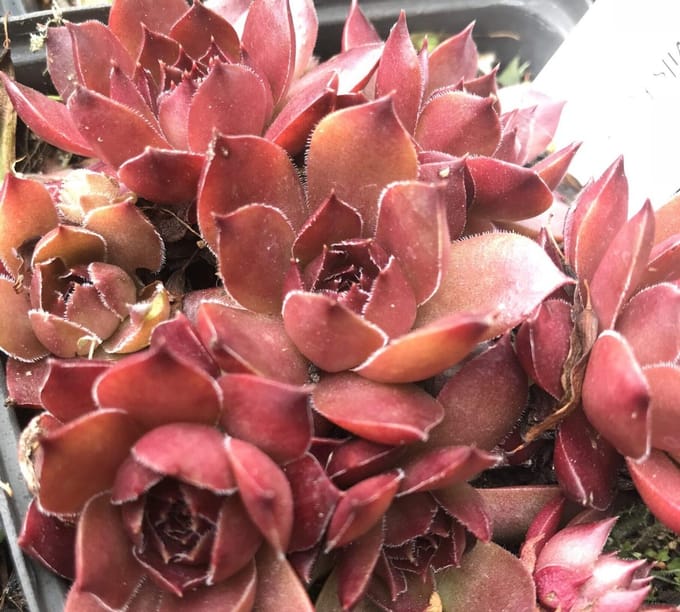 6 x Sempervivum 'Pacific Devils Food' - Huislook - P9 Pot (9 x 9cm) - Dima Vaste Planten