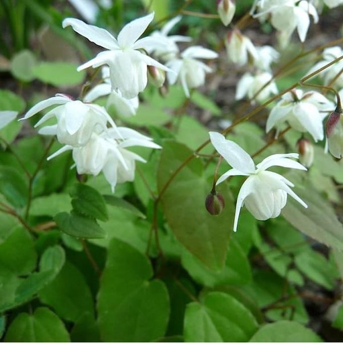 6 x Epimedium Youngianum 'Niveum' - Elfenbloem pot 9x9cm