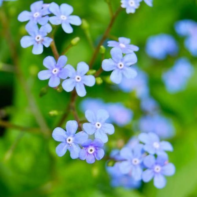 3 x Brunnera Macrophylla 'Yellow Spring' - Kaaps-Vergeet-Me-Nietje pot 9x9cm