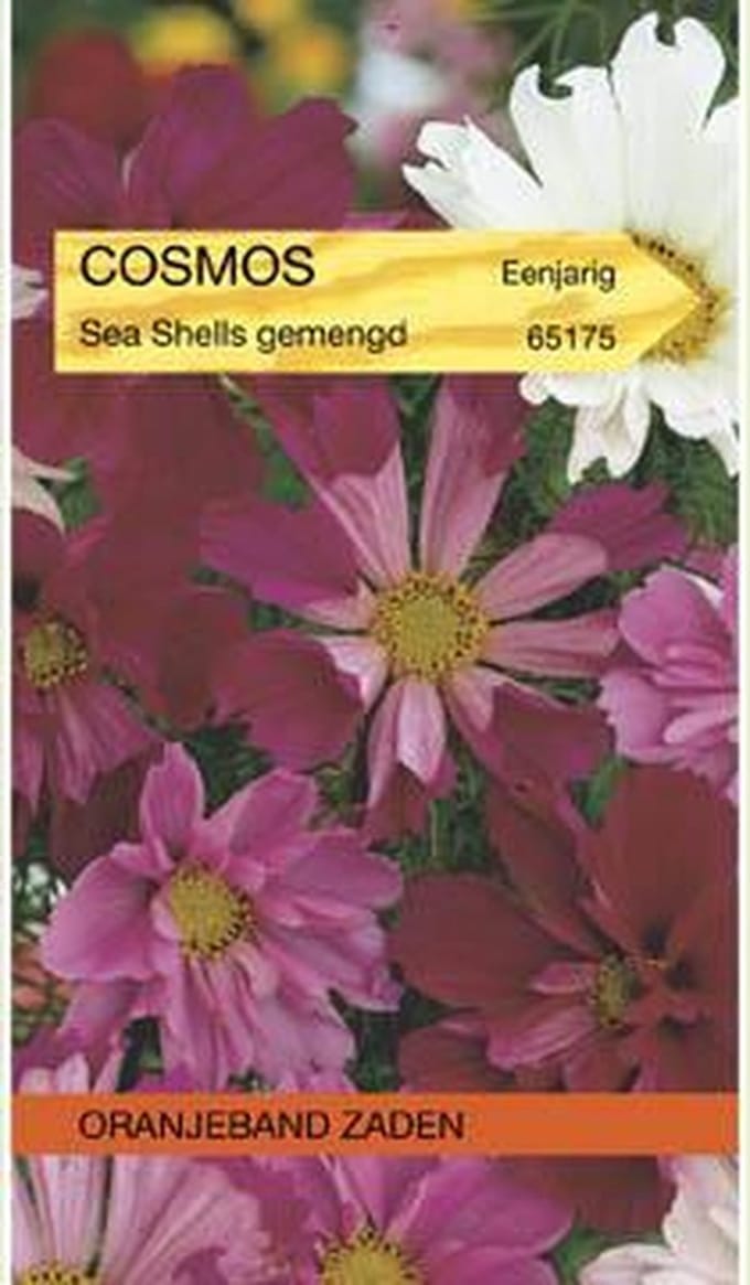 Oranjebandzaden -  Cosmos, Cosmea Sea Shells gemengd