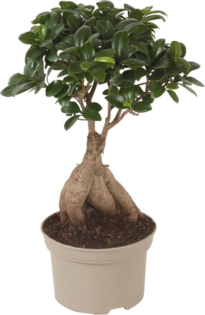 Ficus Ginseng Bonsai - Perfect voor Beginners - Pot 12cm - Hoogte 30-40cm