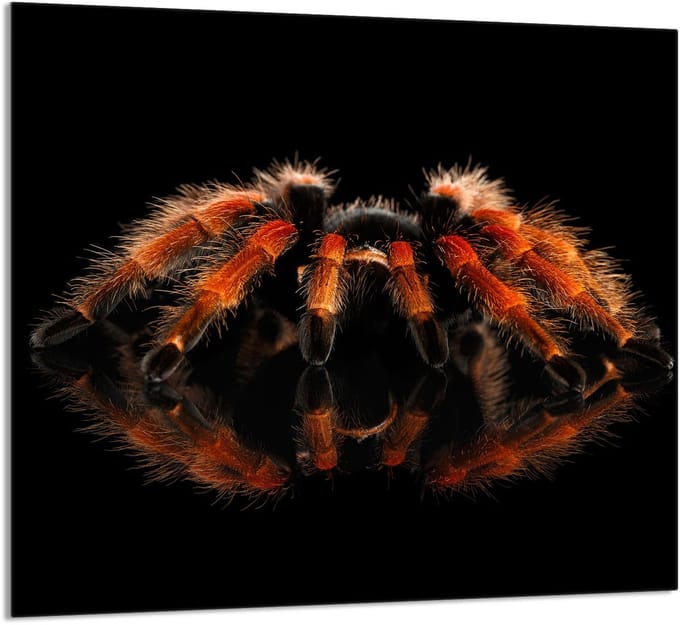 TMK ArtDeko - Snijplank - 65x60 cm - Hartglas - Pająk