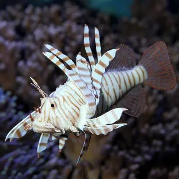 Aquarium decoratie JBL Lionfish