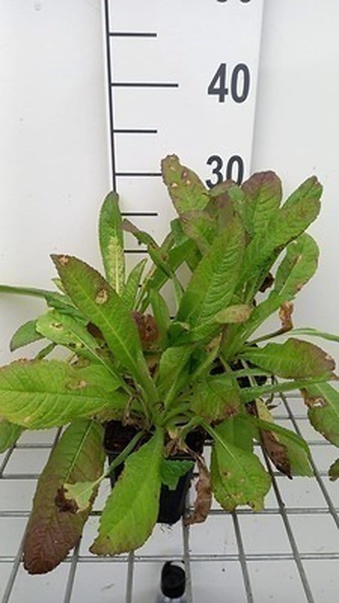 6x Dipsacus - Dipsacus fullonum | 9x9 cm pot