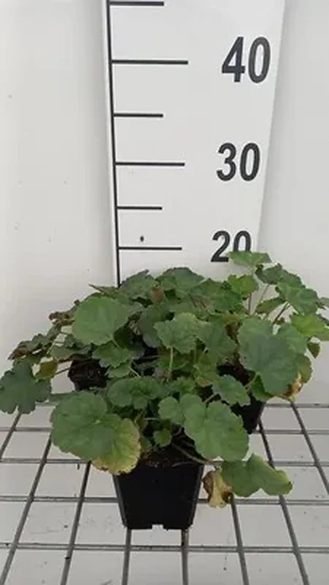 6x Purperklokje - Heuchera sang. 'Coral Petite' | 9x9 cm pot