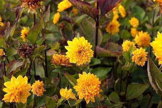 6x Zonnebloem - Helianthus decap. 'Soleil d'or' | 9x9 cm pot