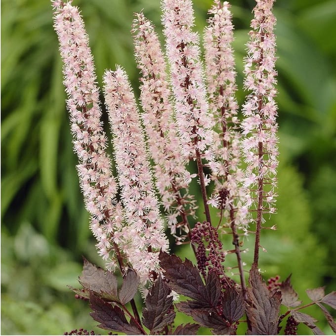 6x Zilverkaars - Actaea ‘Pink Spike’ - Pot 9x9cm