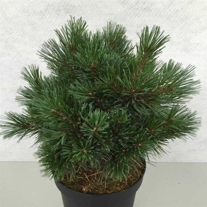 Pinus strobus 'Krüger's Lilliput' - Den | 30-40 cm pot