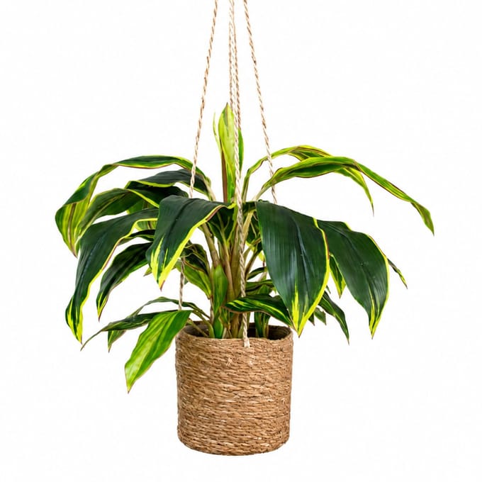 Kunstplant Cordyline in hangmand naturel L100cm