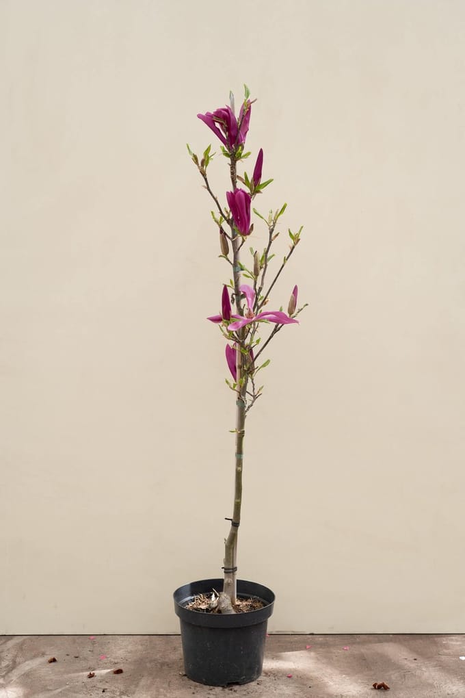 Jonge Beverboom | Magnolia 'Susan' | 150-200cm hoogte