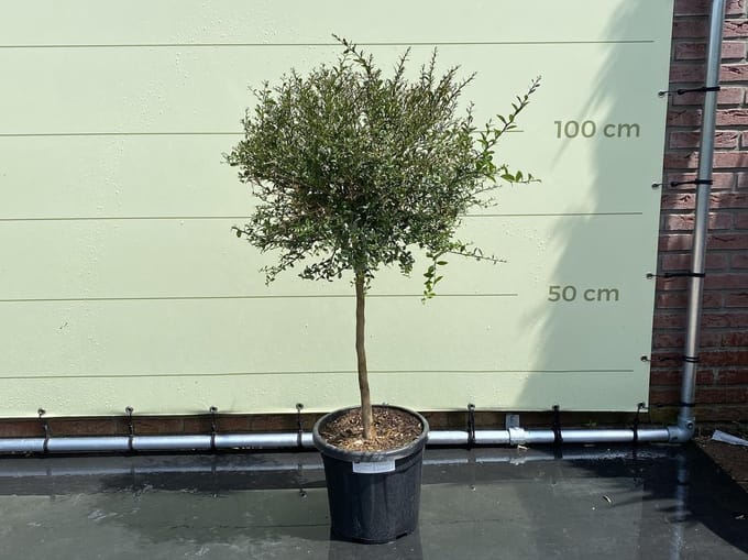 Citroenkaviaar - Citrusboom - Citrus Australasica - Eetbaar - Pot ⌀ 27cm - Hoogte  100-120cm