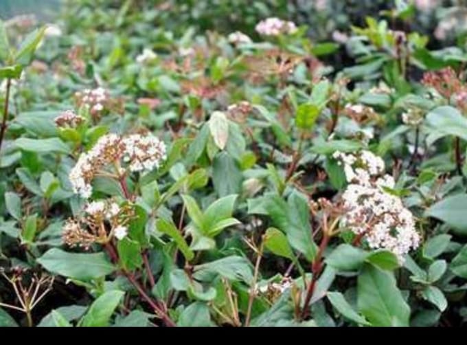 Viburnum tinus 'Gwenllian' - Sneeuwbal 25- 30 cm in pot