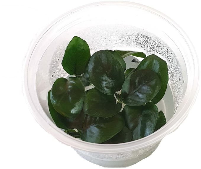 Moerings Anubias nangi | In vitro cup Waterplant