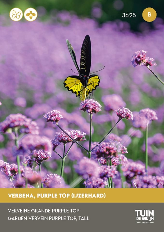 Tuin de Bruijn Verbena Purple Top – 600 Zaden – IJzerhard