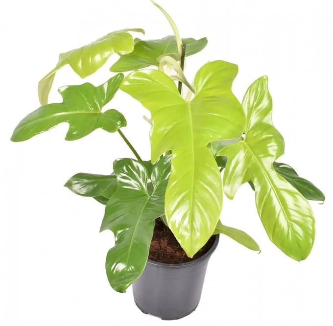 JUNAVERA Philodendron Golden Violin | In 12 cm Pot