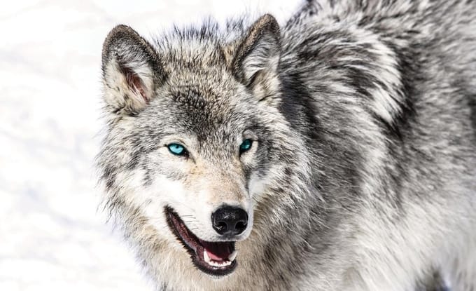 Wolf Animal Photo Wallcovering