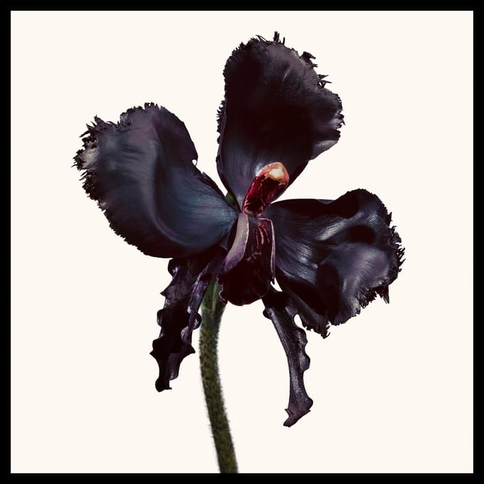 Eau de Parfum Tom Ford Eau de Parfum Black Orchid Reserve 50 ml