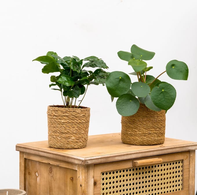 Koffieplant + Pannenkoekenplant
