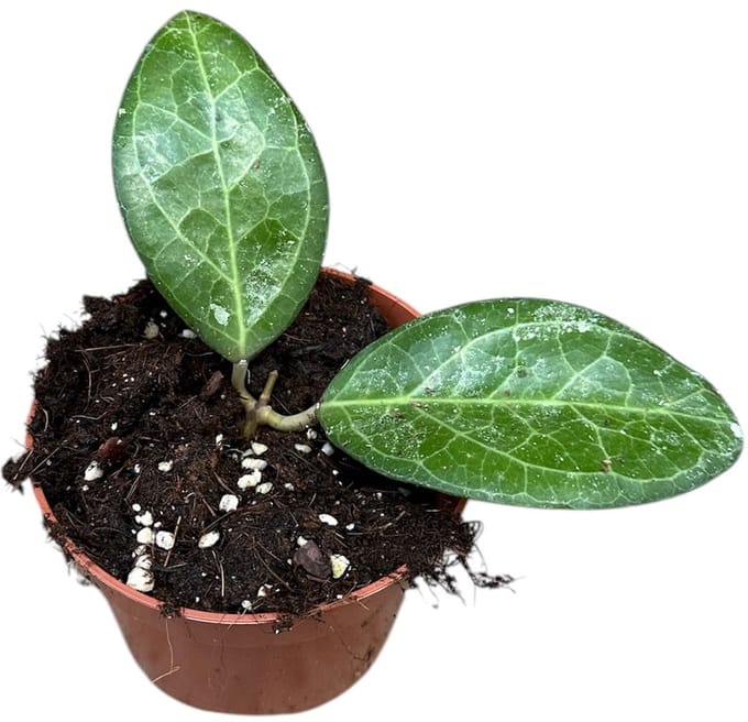 Hoya Wayang Splash Kamerplant Potmaat Ø10,5 cm |Vers Van De Kweker