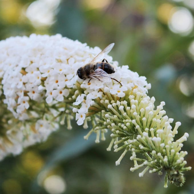 Vlinderstruik (Buddleja Davidii) - White Profusion - Buddleja - Vaste planten - Bijen-Vlinders - Geurend - Zomerbollen