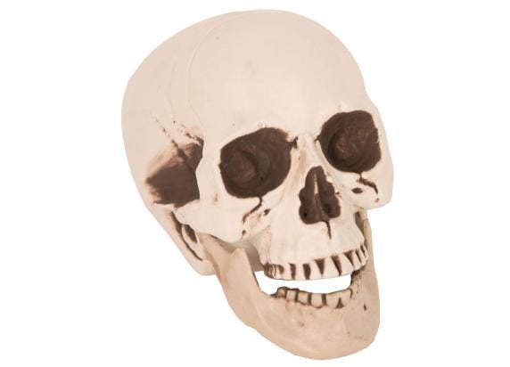 Schedel wit | Halloween | Griezel