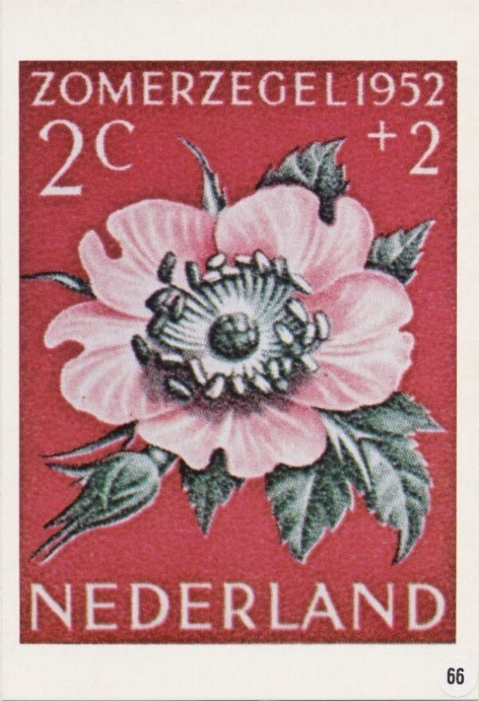 Briefkaart met afbeelding duinroos postzegel
