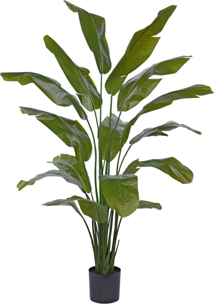 Traveller Palm promo 190cm