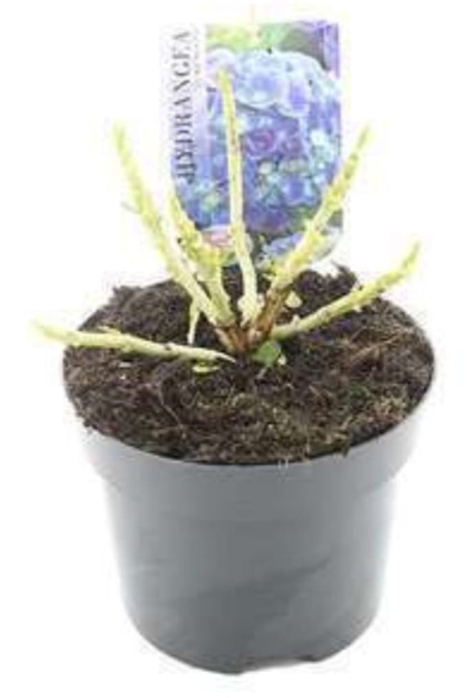 Hydrangea macr. blauw/bleu - Hortensia 40- 60 cm in pot