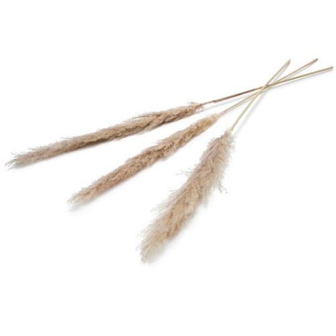 Pampas droogbloem 150 cm set van 3 naturel