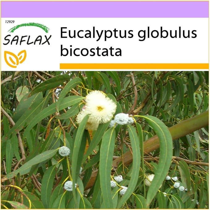 SAFLAX - Tasmaanse Bluegum - 100 zaden - Eucalyptus globulus