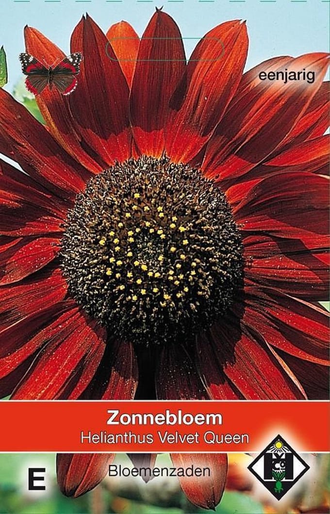 2 stuks Van Hemert & Co Helianthus a. Velvet Queen