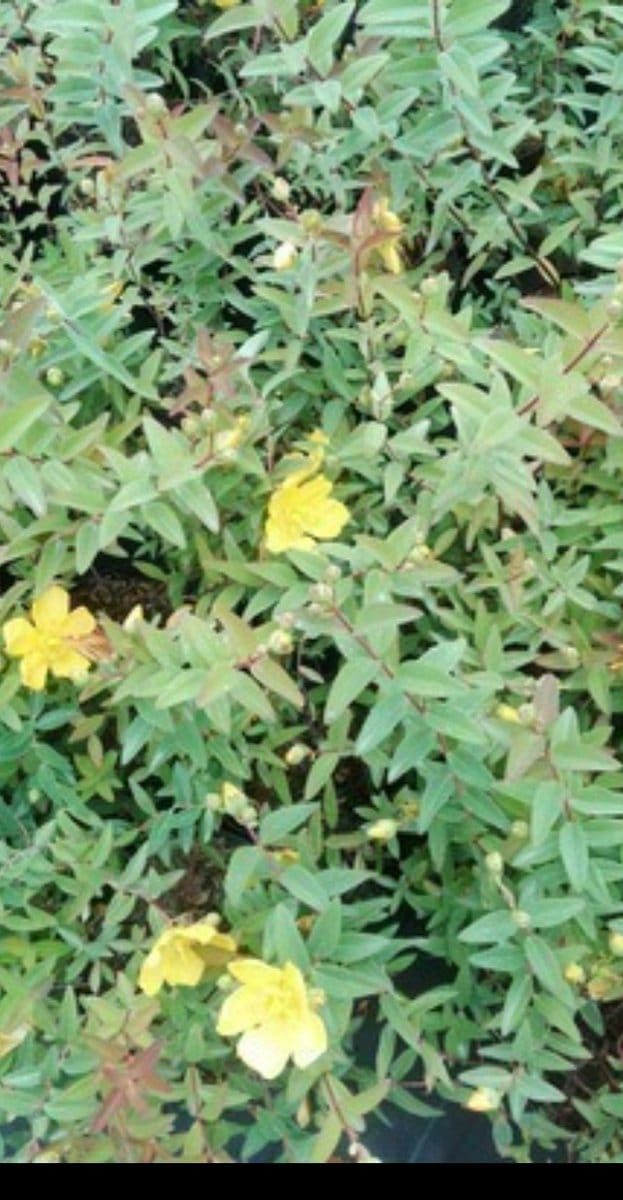 2 x Hypericum hybr. 'Hidcote' - Herfsthooi, Sint Janskruid 50- 60 cm in pot