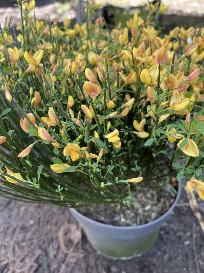 Cytisus (p) 'Apricot Gem' - Brem , Geitenklaver 40- 60 cm in pot
