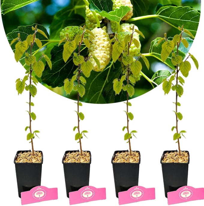 Set Van 4 Witte Moerbei – Morus alba – Hoogte 25cm – 9cm pot