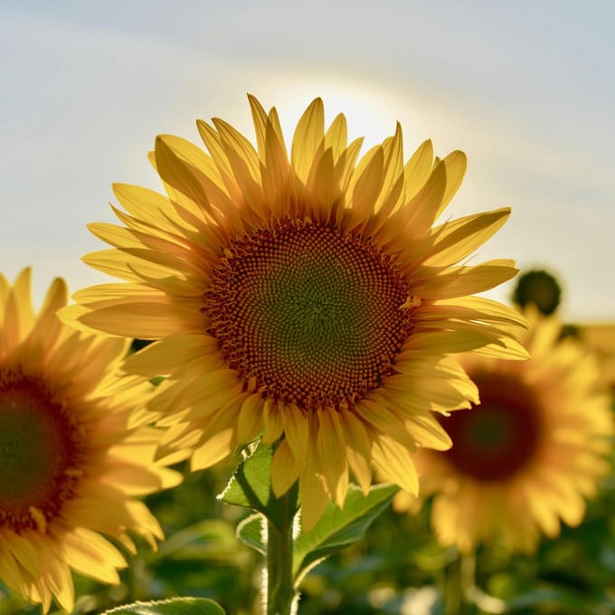 Zonnebloem (Helianthus annuus) - Reuzen Biologisch