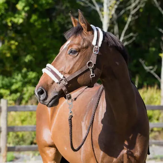 Halster voor paarden Horze Howard