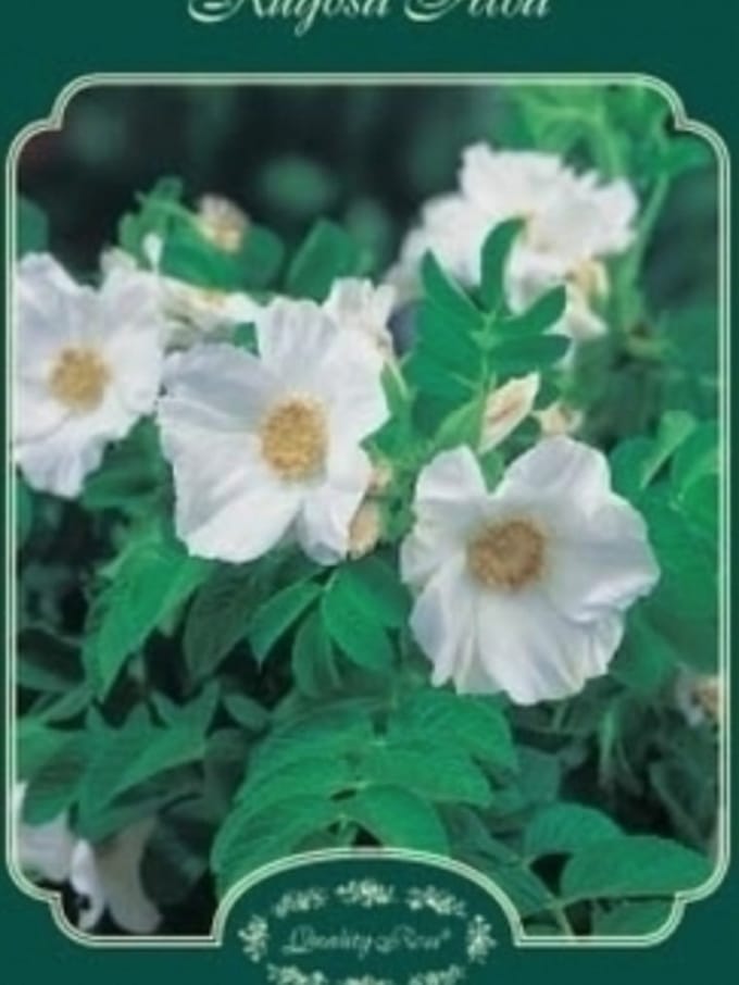 ROSA RUGOSA 'ALBA' - Bottelroos in pot