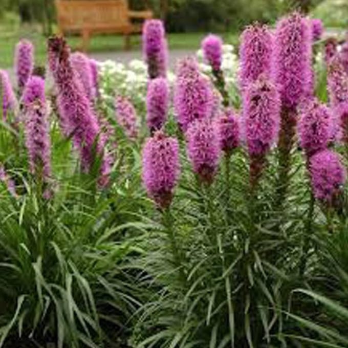 6 x Liatris Spicata - Lampepoetser pot 9x9cm