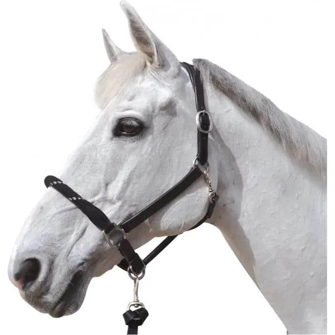 Halster voor paarden Canter
